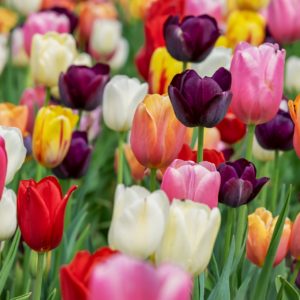 Le label Villes et villages fleuris