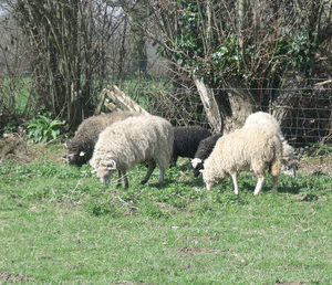 L'Écopâturage