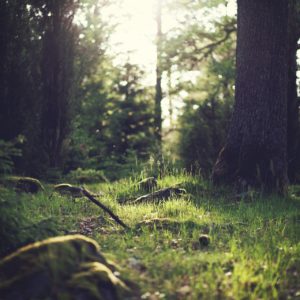 Bois et espaces naturels