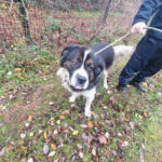 Chien trouvé à Quetteville 